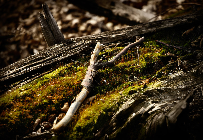 photo "...cherished..." tags: landscape, nature, forest