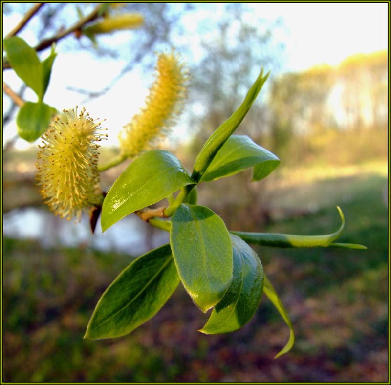 фото "Из стандатного весеннего" метки: природа, макро и крупный план, цветы