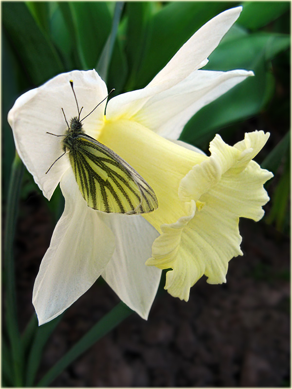 photo "***" tags: nature, flowers, insect