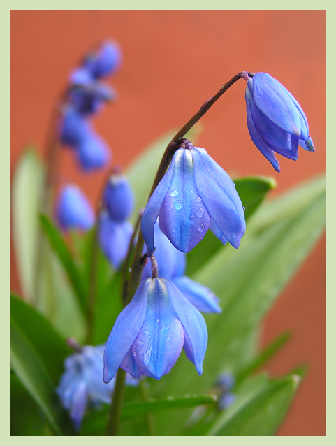 photo "Bluebell" tags: nature, macro and close-up, flowers
