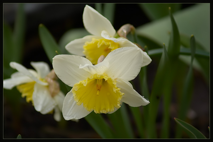 photo "***" tags: nature, flowers