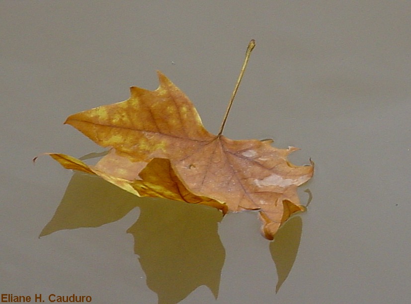 photo "***" tags: , 
