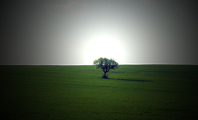 photo "Loneliness" tags: landscape, spring