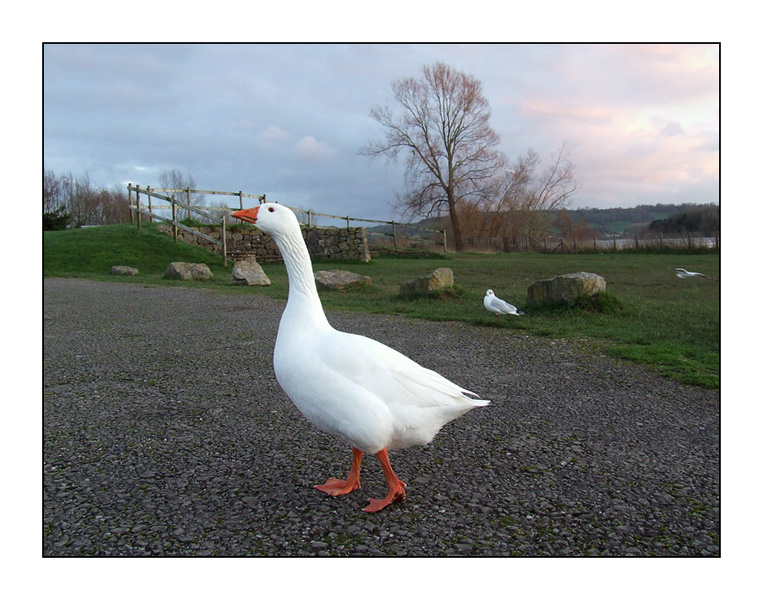 photo "The owner" tags: travel, nature, Europe, wild animals