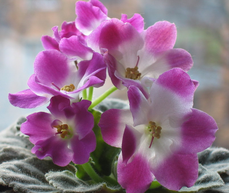 photo "***" tags: nature, flowers