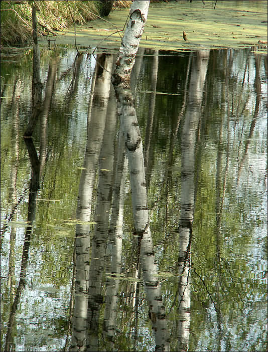 photo "Reflection" tags: landscape, spring, water