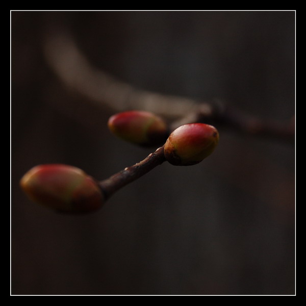 photo "***" tags: nature, flowers