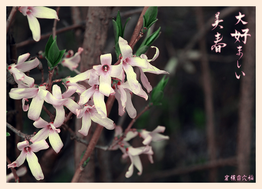 photo "***" tags: nature, macro and close-up, flowers