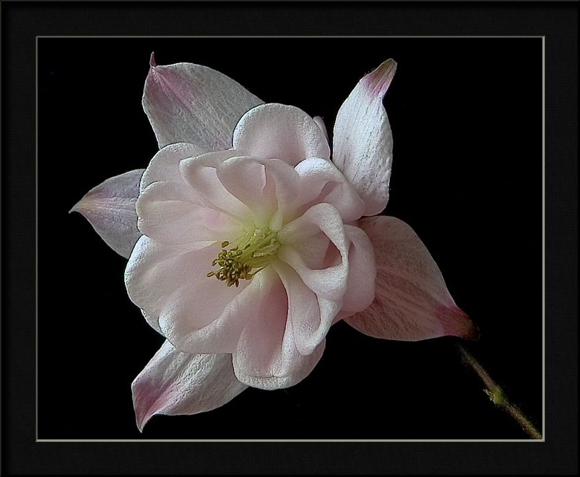 photo "shell pink aquilegia" tags: nature, flowers