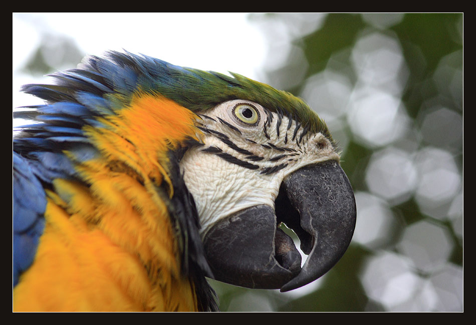 фото "100% Brasil" метки: природа, дикие животные