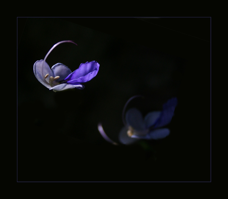 photo "Artsy" tags: nature, flowers