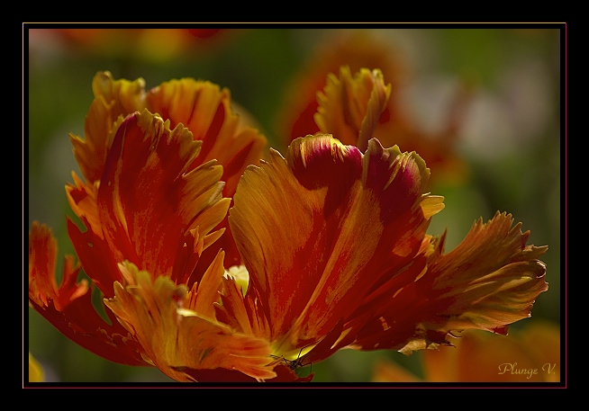 photo "***" tags: nature, flowers