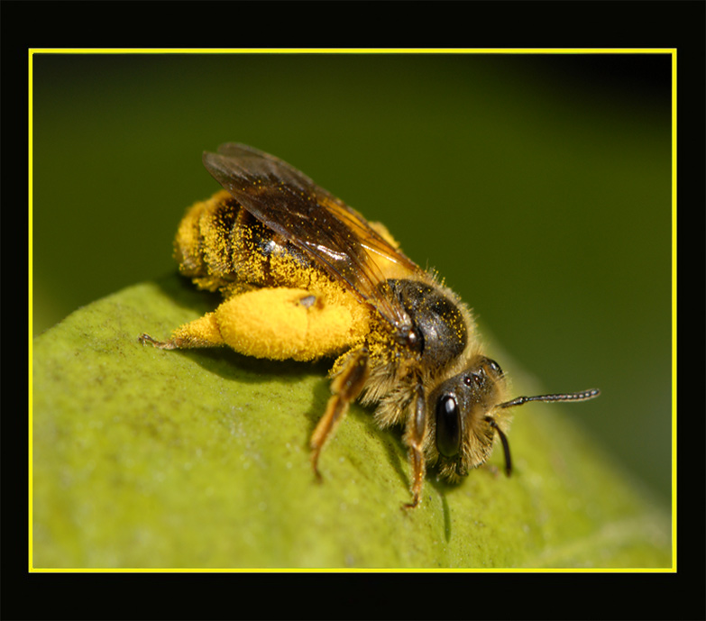 photo "Bee Gee" tags: nature, insect