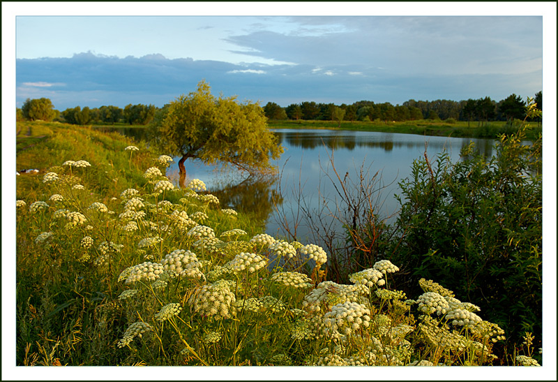 photo "***" tags: landscape, nature, flowers, summer