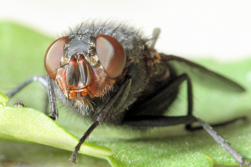photo "***" tags: macro and close-up, nature, insect