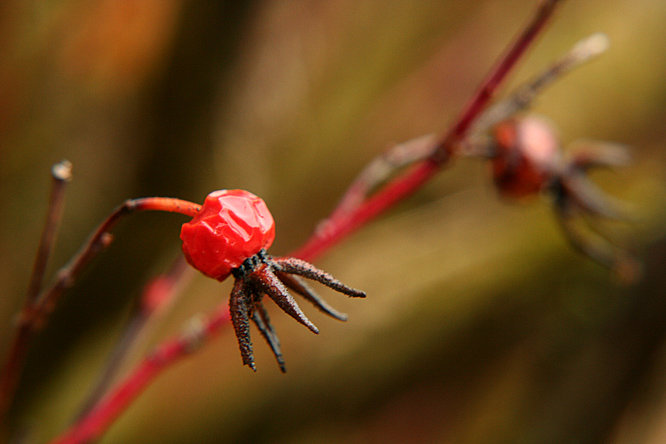 photo "***" tags: nature, flowers