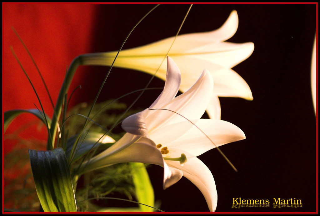 photo "Lily for Andrea" tags: nature, flowers