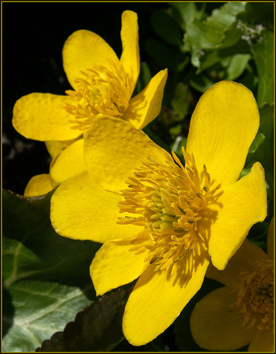 photo "Marsh marigold" tags: nature, macro and close-up, flowers