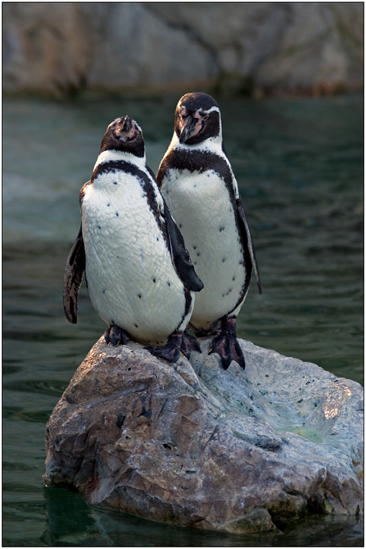 photo "Couple" tags: nature, travel, Europe, wild animals