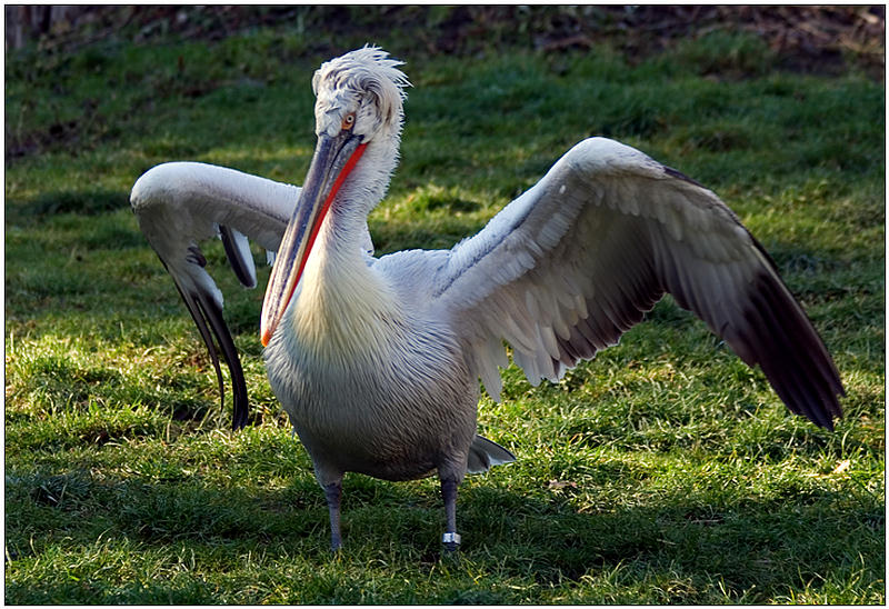 photo "Dance" tags: nature, portrait, wild animals