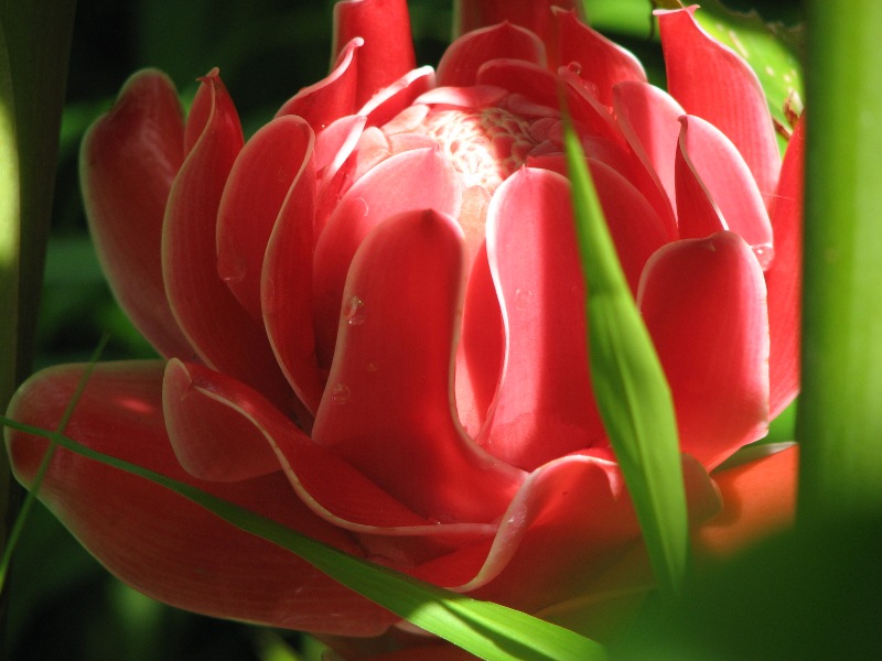 фото "Тропическая красавица" метки: природа, макро и крупный план, цветы