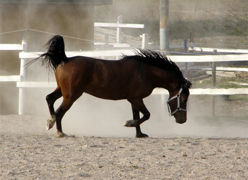 photo "'Not so small stallion any more'" tags: nature, landscape, pets/farm animals, spring