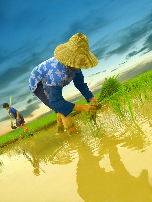фото "the rice field" метки: путешествия, пейзаж, Азия, закат
