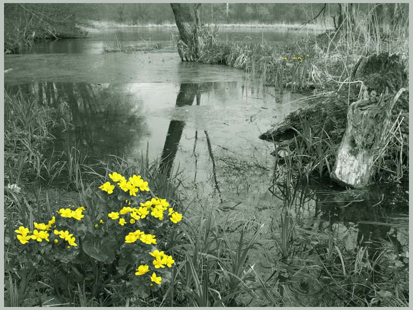 photo "***" tags: landscape, nature, flowers, forest