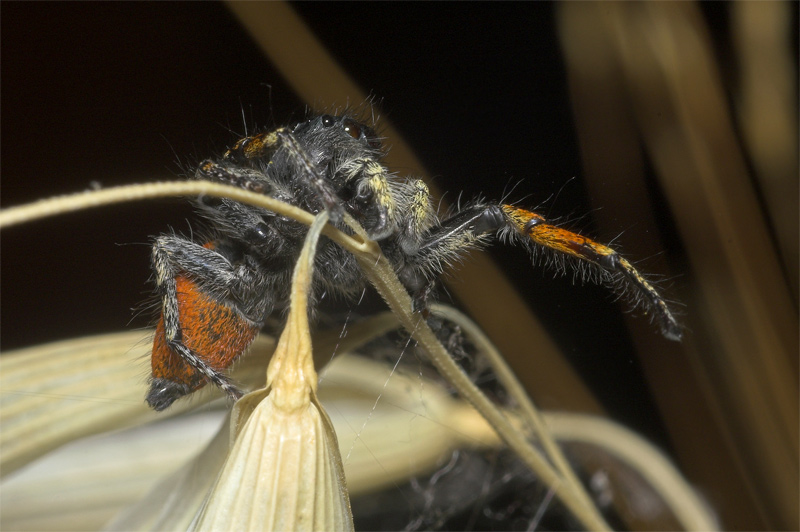 photo "***" tags: nature, macro and close-up, insect