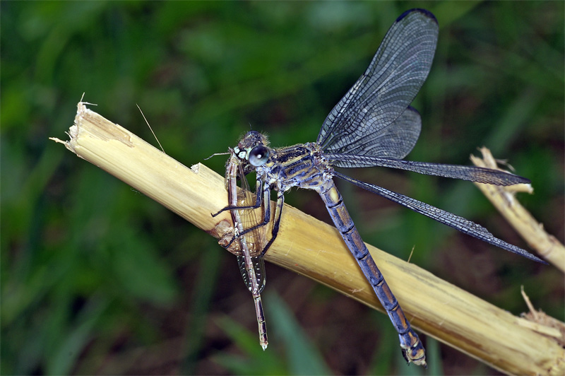 photo "***" tags: nature, macro and close-up, insect