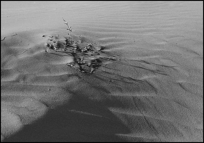 photo "Loneliness." tags: landscape, black&white, 