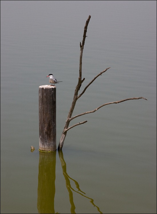 photo "... and silence" tags: landscape, nature, water, wild animals