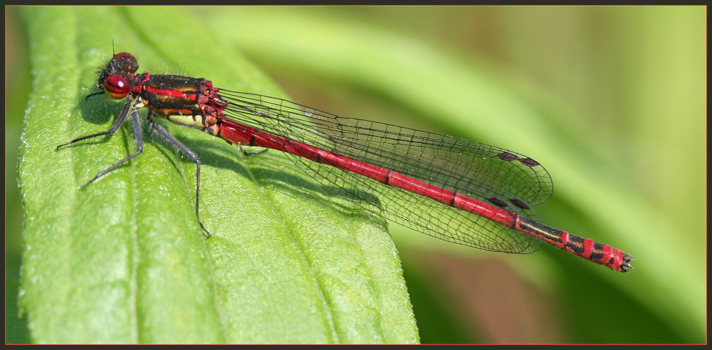 photo "adonis" tags: macro and close-up, nature, insect