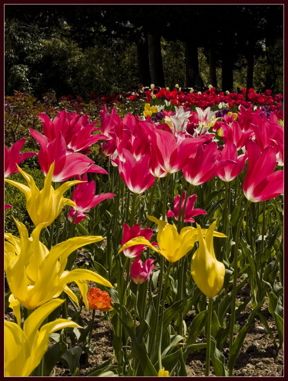 фото "Цвета весны" метки: природа, пейзаж, весна, цветы