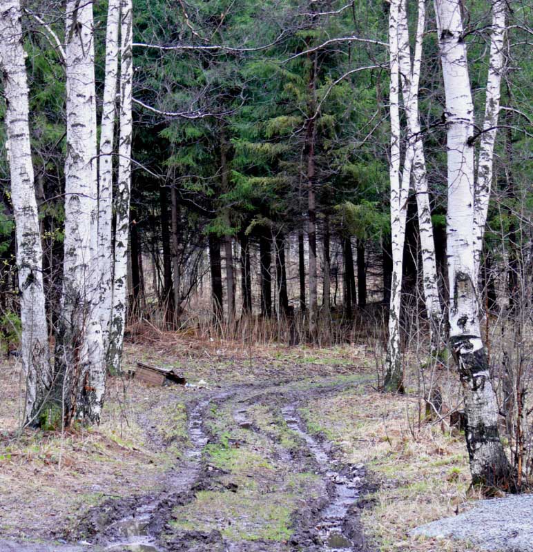 photo "***" tags: landscape, forest