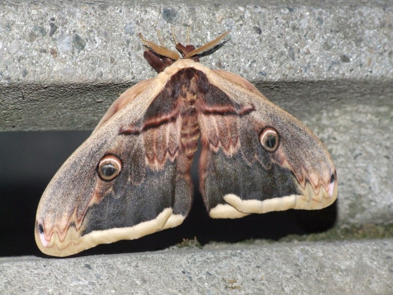 фото "Butterfly" метки: природа, насекомое