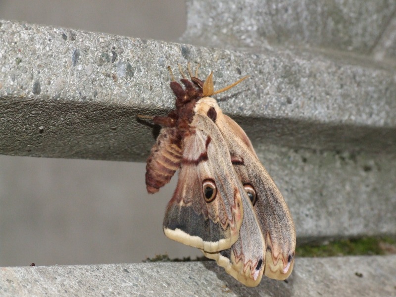 фото "Butterfly #1" метки: природа, насекомое