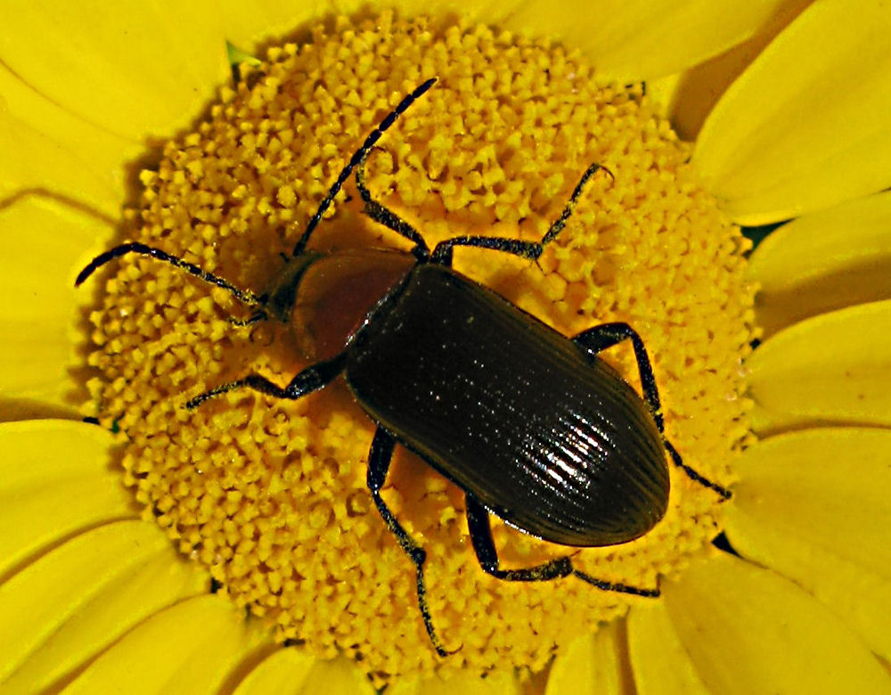 фото "Over the yellow" метки: природа, насекомое