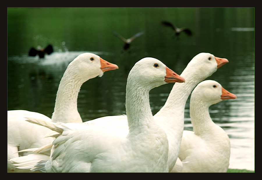 photo "duck tales" tags: nature, pets/farm animals