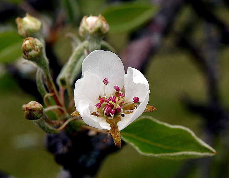 photo "Another flower..." tags: nature, flowers