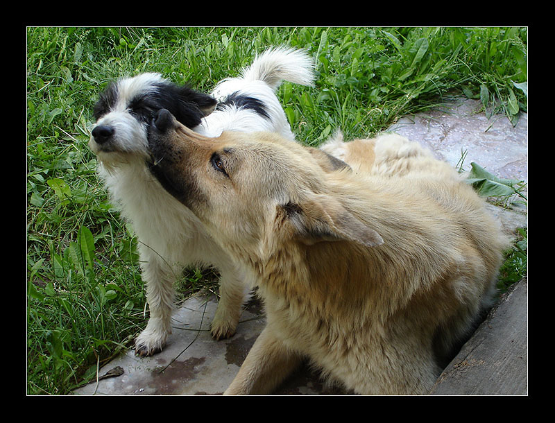 photo "love" tags: nature, pets/farm animals