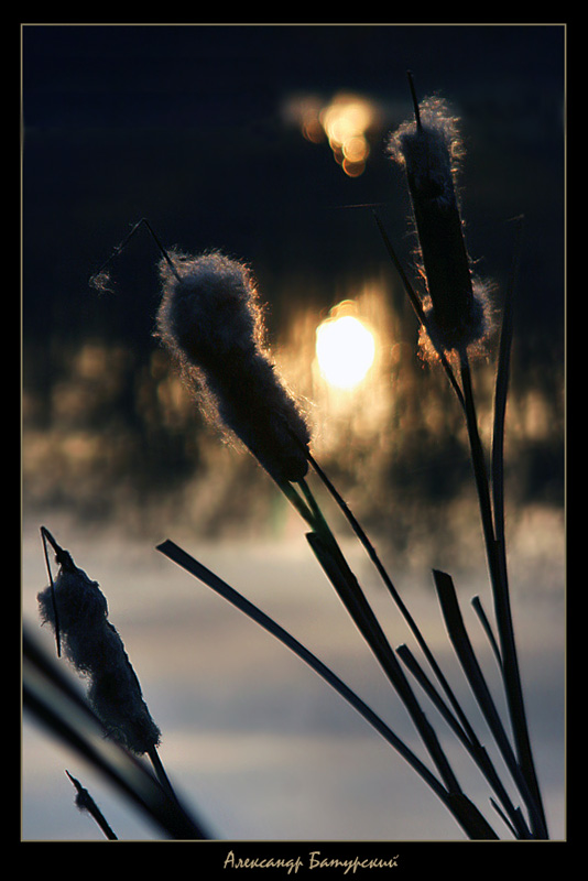 photo "***" tags: nature, 