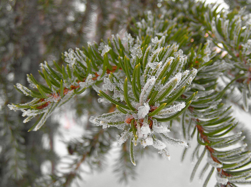 photo "Frozen spruce" tags: , 