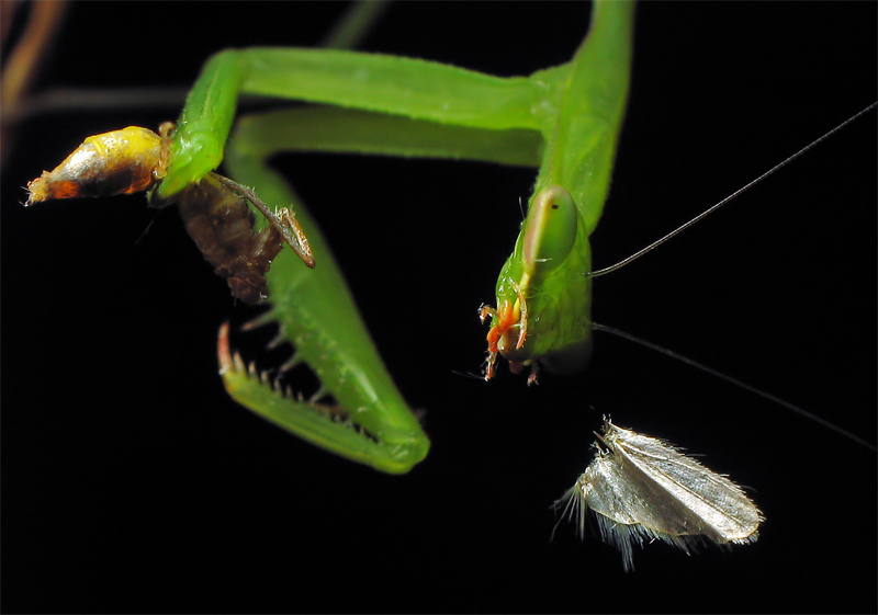 photo "***" tags: nature, macro and close-up, insect