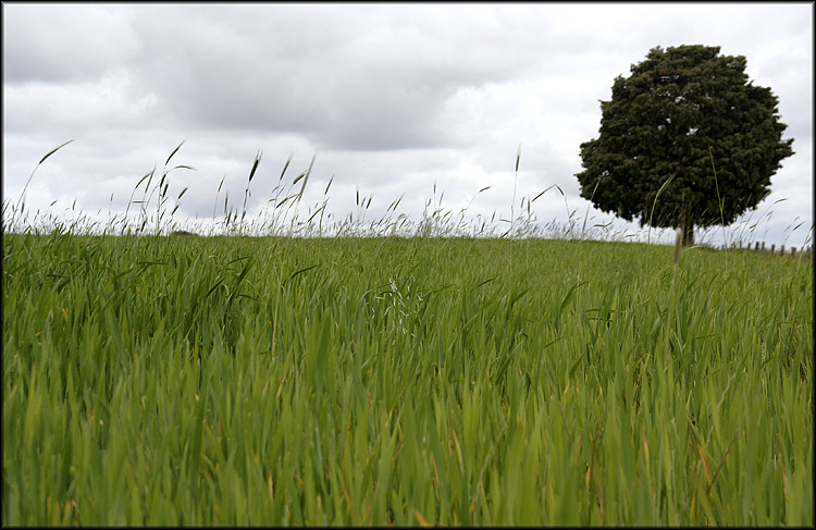 photo "Sky and earth" tags: nature, travel, Europe, flowers