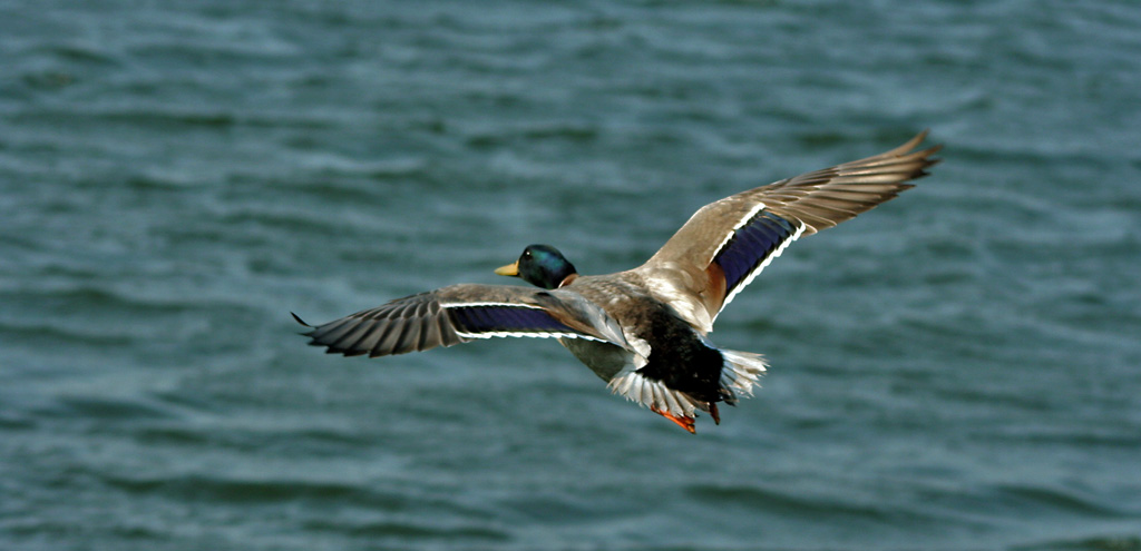 photo "Duck_11" tags: nature, wild animals