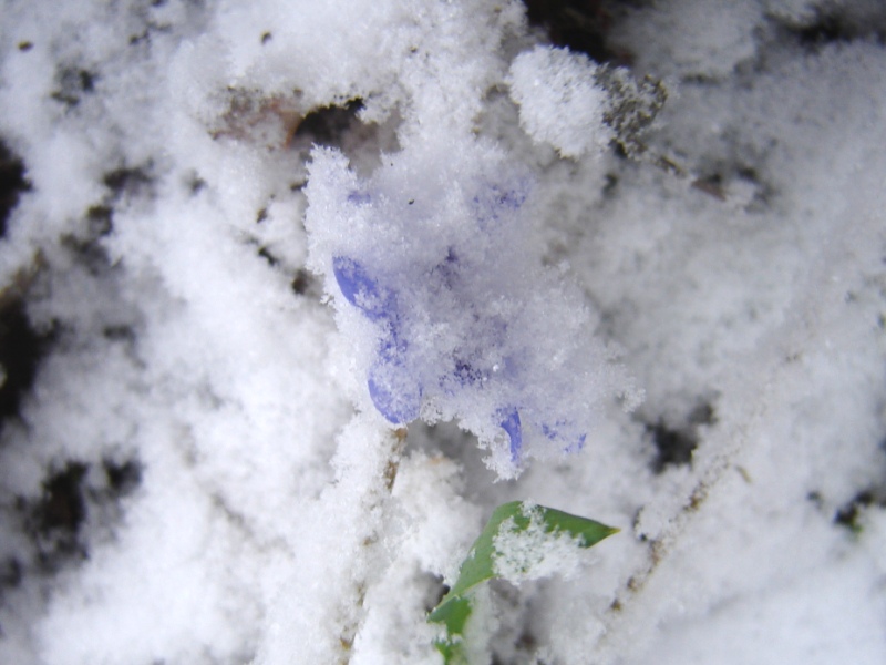photo "Under the Snow (The May Flower)" tags: nature, macro and close-up, flowers