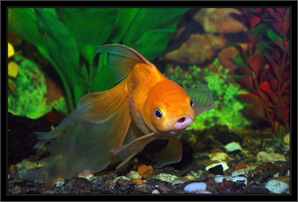 photo "goldfish" tags: underwater, 