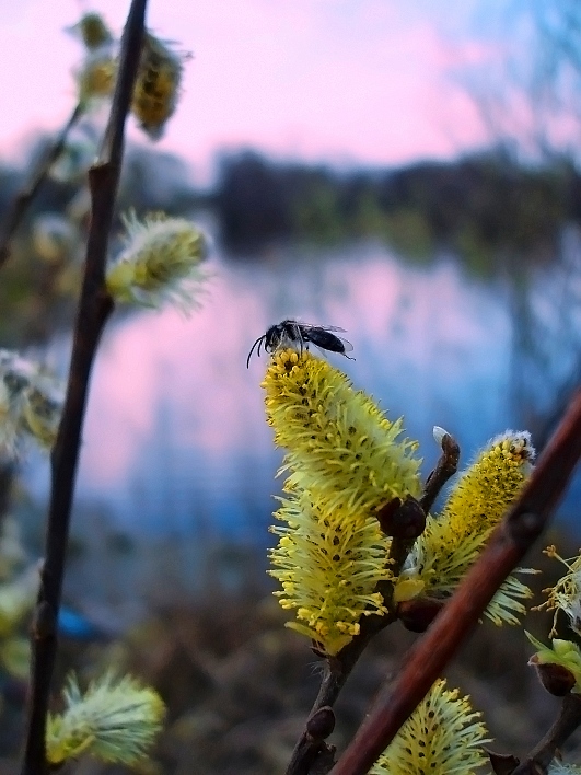 photo "***" tags: landscape, macro and close-up, spring