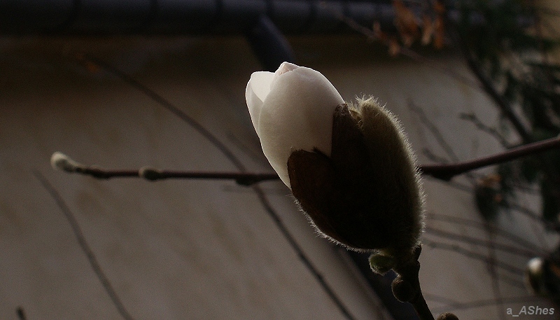 photo "Зрос холода  Eros of cold" tags: macro and close-up, nature, flowers